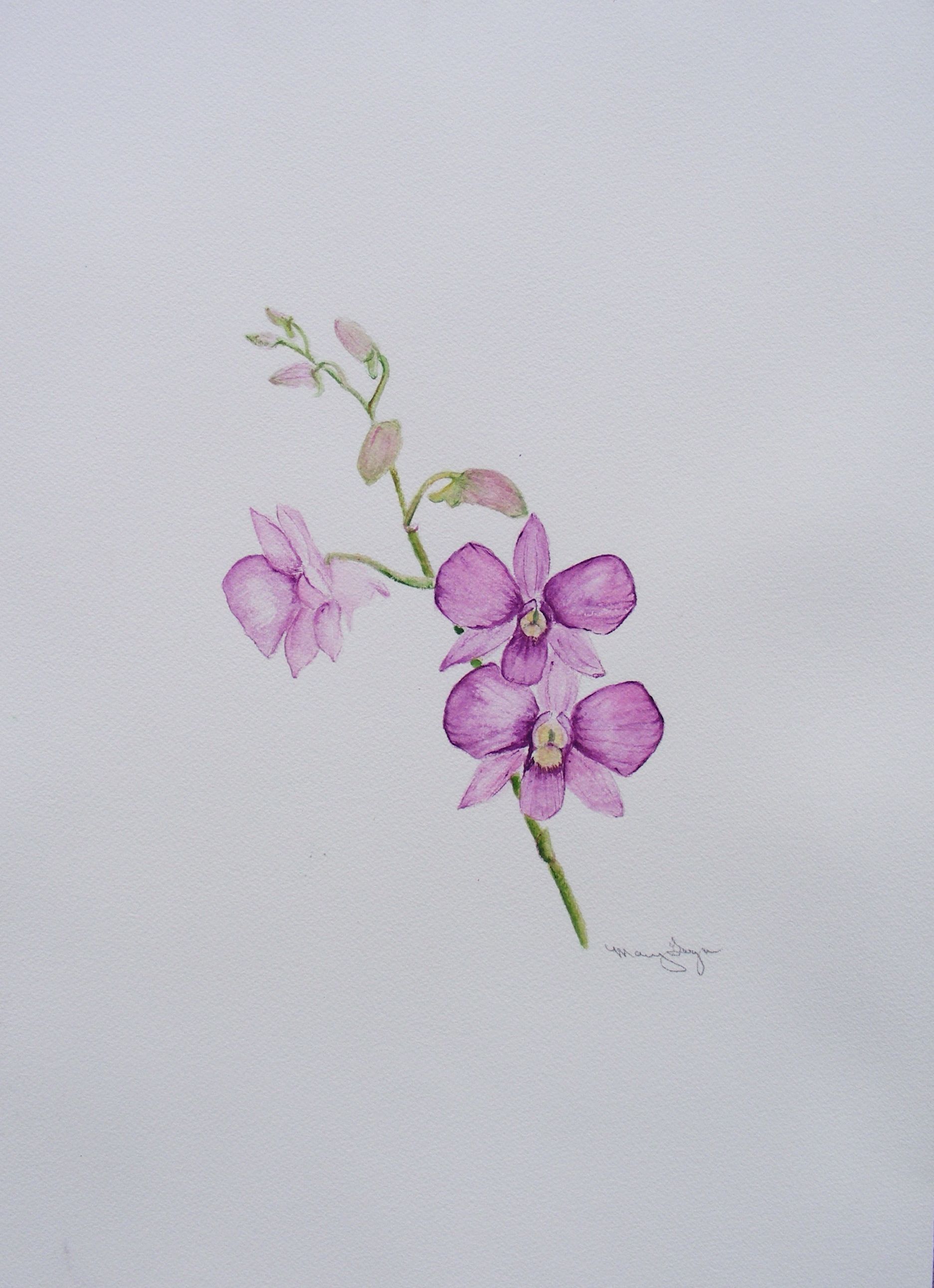 Orchid Drawing Easy
